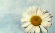 daisybackground