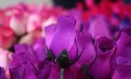 Terapias alternativas flores de bach