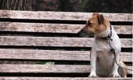 Adoptar o morir, animales abandonados