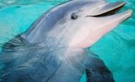 Un grupo de bañistas salva a 30 delfines en Brasil