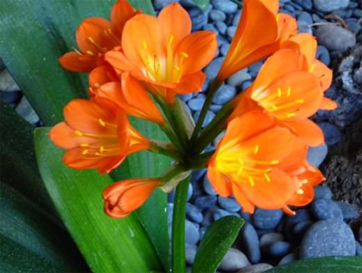 «Desiderata» la búsqueda de la felicidad