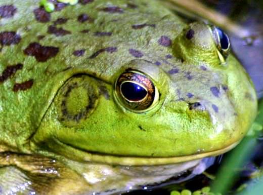 Cuento para pensar: Carrera de sapos