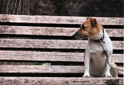 Adoptar o morir, animales abandonados