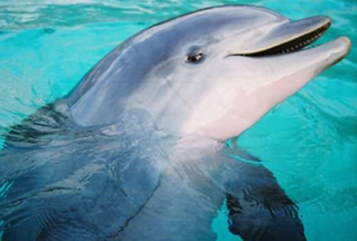 Un grupo de bañistas salva a 30 delfines en Brasil