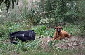 La historia del "Hachiko catalán", el perro fiel