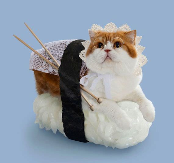 Los sushi cats: gatos disfrazados de piezas de sushi