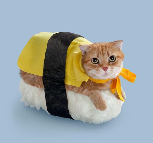 Los sushi cats: gatos disfrazados de piezas de sushi