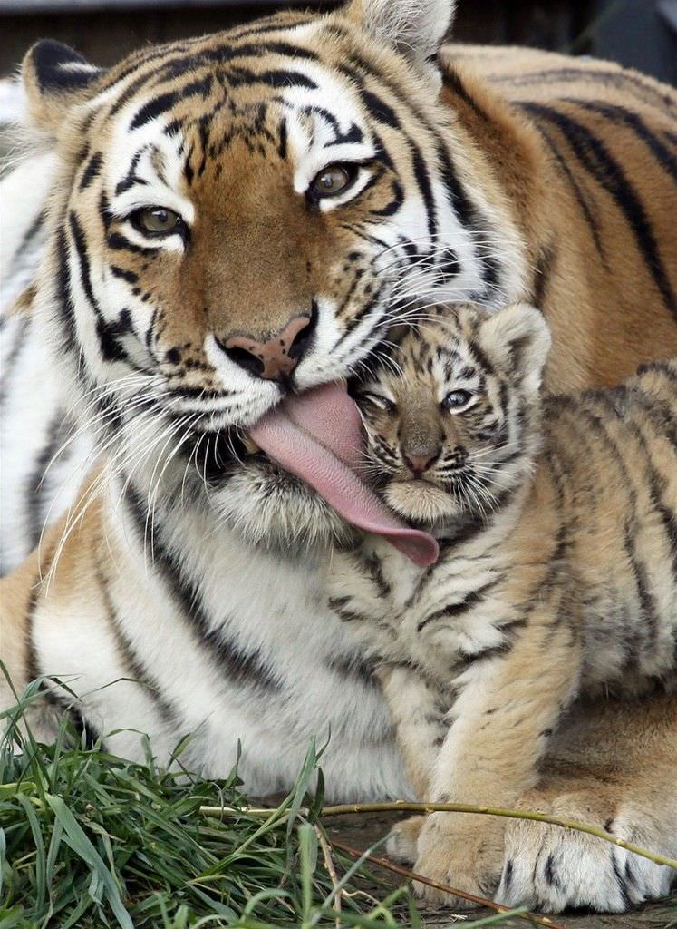 El instinto maternal (y paternal) de los animales