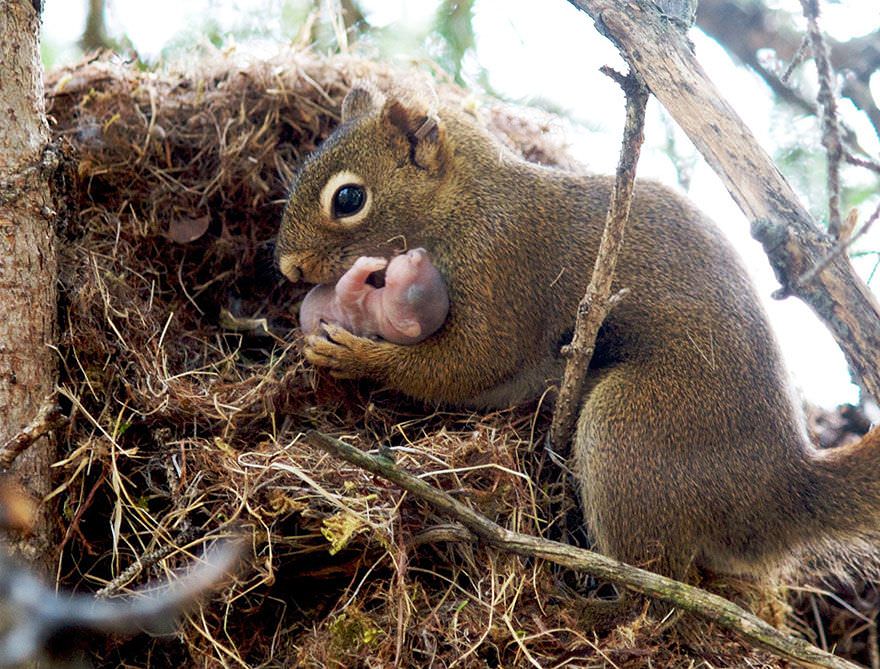 El instinto maternal (y paternal) de los animales