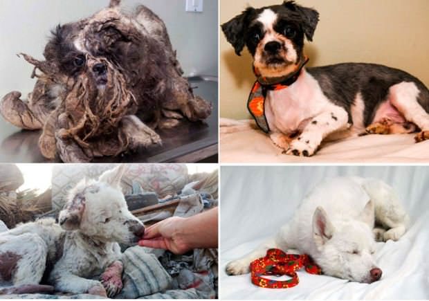 Perros abandonados ¡el antes y el después de ser rescatados! 2