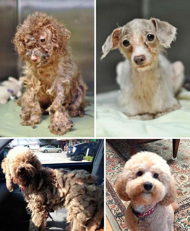 Perros abandonados ¡el antes y el después de ser rescatados! 3