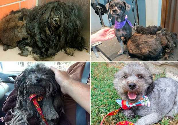 Perros abandonados ¡el antes y el después de ser rescatados! 5