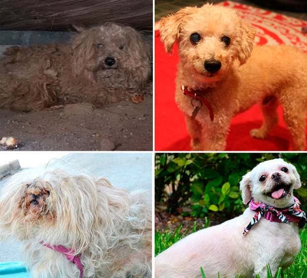 Perros abandonados ¡el antes y el después de ser rescatados! 7