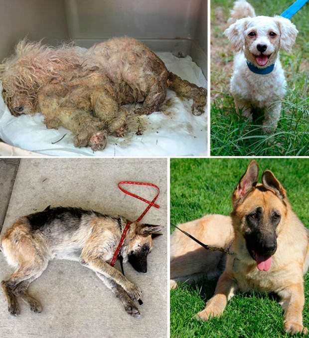 Perros abandonados ¡el antes y el después de ser rescatados!