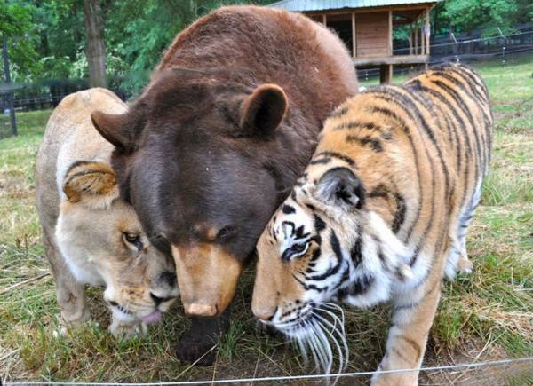 ¡La amistad no tiene límites! En el mundo animal tampoco 12