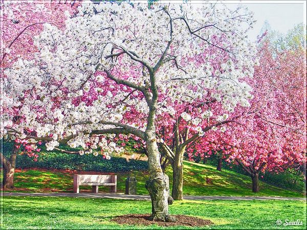 Las fotografías de los mejores paisajes de la primavera 4