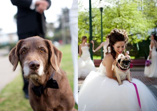 Mascotas fotografías de bodas con los novios y sus mascotas 12