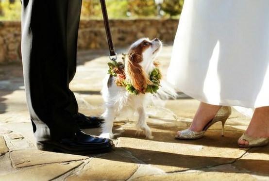 Mascotas fotografías de bodas con los novios y sus mascotas 9