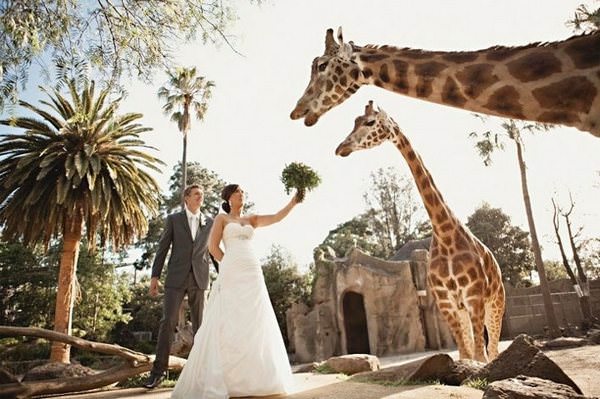 ¿Te imaginas celebrar tu boda en el zoo 9
