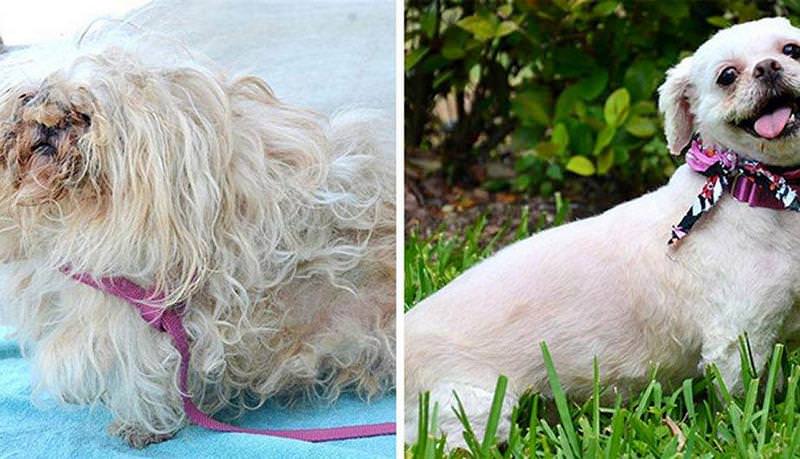 El antes y el después de perros abandonados y maltratados 2