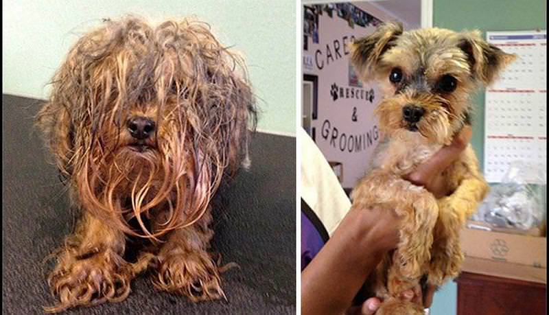 El antes y el después de perros abandonados y maltratados 4