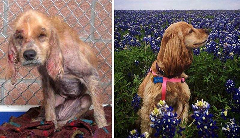 El antes y el después de perros abandonados y maltratados 6